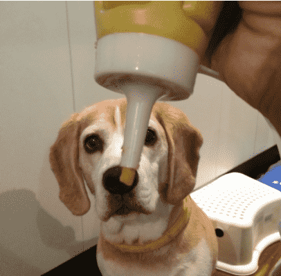 pet food